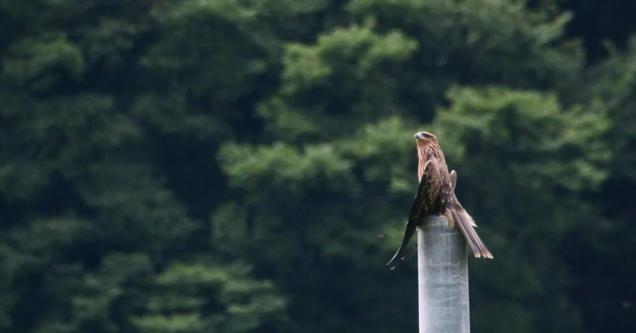 Black Kite Sunbathing (Akita Wild Bird Observation Record)｜わいるどらいふ秋田