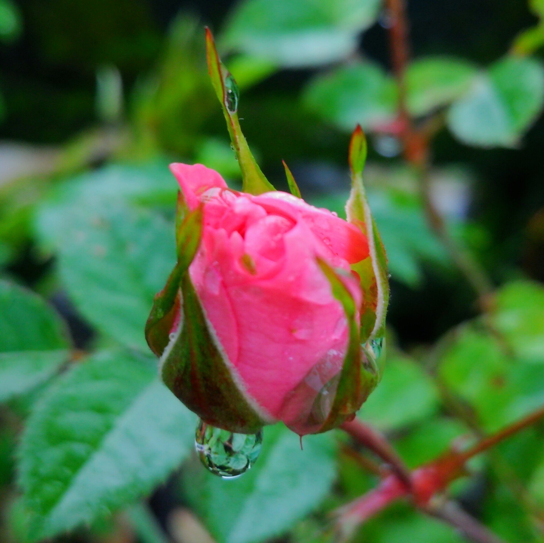 バラの蕾の花言葉恋の告白 の新着タグ記事一覧 Note つくる つながる とどける