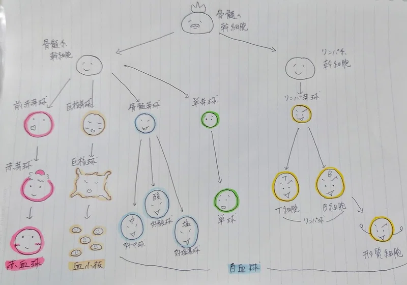 まるわかりシリーズ 生理学 血液 Yamato 鍼灸師で東洋医学のおにいさん Note