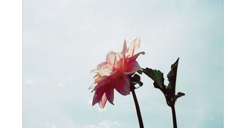 海辺のカフカ カラスと呼ばれる少年の謎 と少し太宰治 インガルス ワイルダーの名言 モチャコ Note