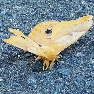 マキオンの始め方３ 初心者が楽しむための煽り対策 マナー Exvsdb Note