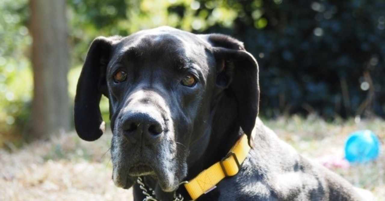 大きい犬 の新着タグ記事一覧 Note つくる つながる とどける