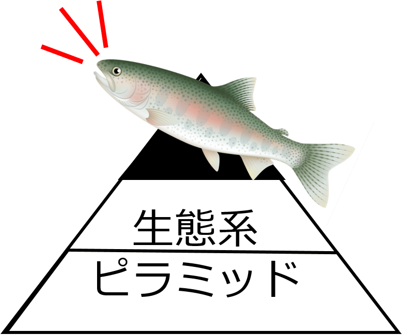 スティールヘッドって何よ Nipon Hitode Note
