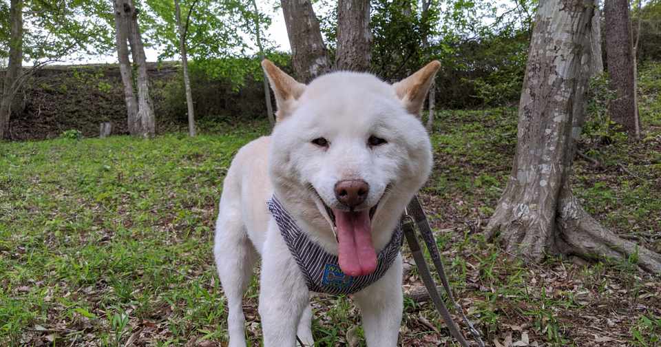 犬も歩けば介護予防 いつもの散歩で 犬の介護 Una Ricca Note