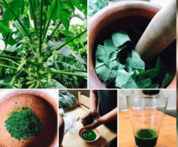 パパイヤ葉茶を作って11年目 Uwan モリンガ栽培と物作り Note パパイヤ葉茶を作って11年目 Uwan モリンガ栽培と物作り Note