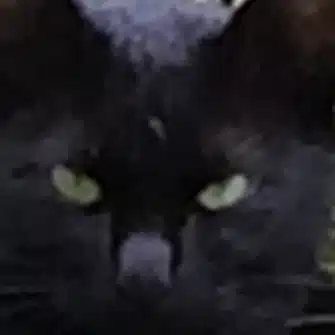 黒猫冠者