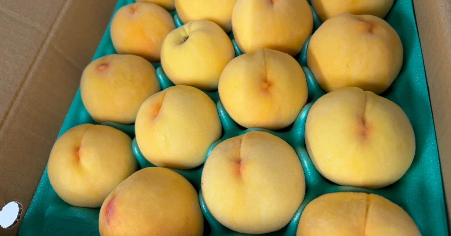 🍑【まるで南国フルーツ！？】とろける甘みと芳醇な香り「黄金桃