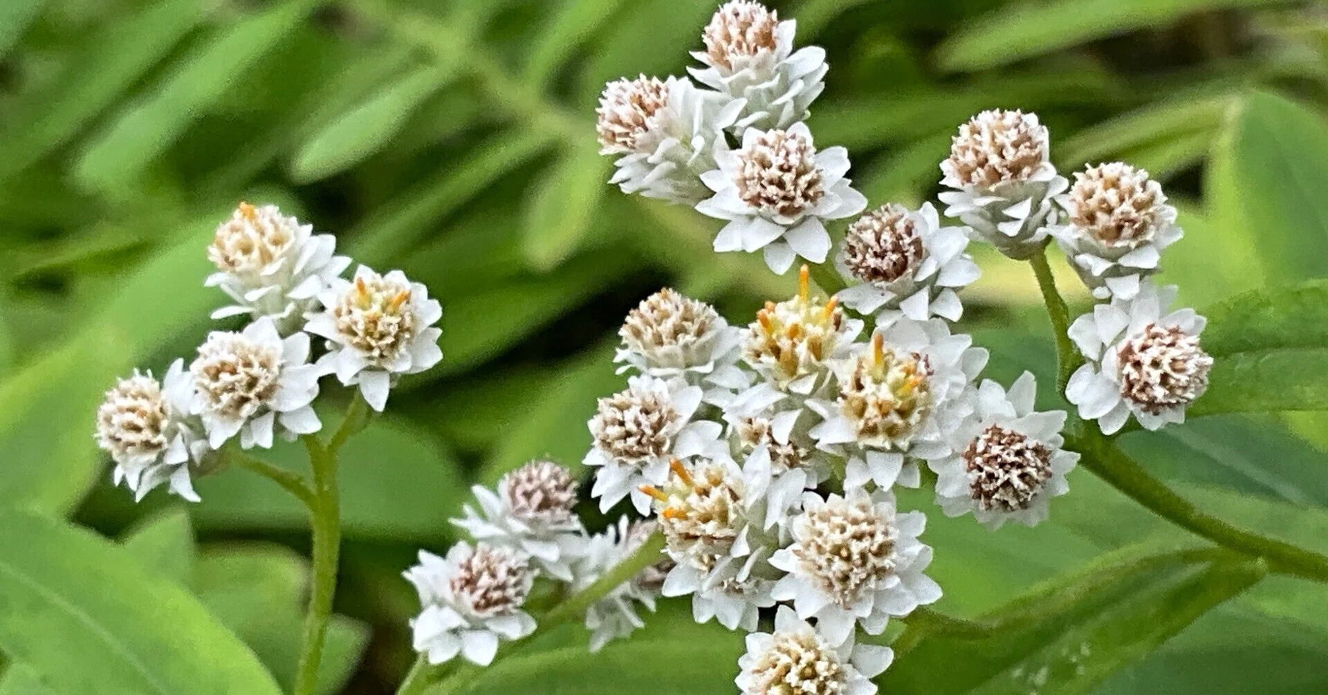 山採り天然　貴重　究極美白斑紋　ツリバナ　クロモジ混合株　50 クリヤマハハコ（京都府立植物園）：2026年8月14日（金）｜藤井秀昭