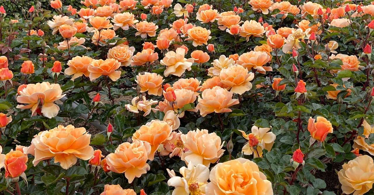 ノートルダム大聖堂とマリア信仰 Na Note