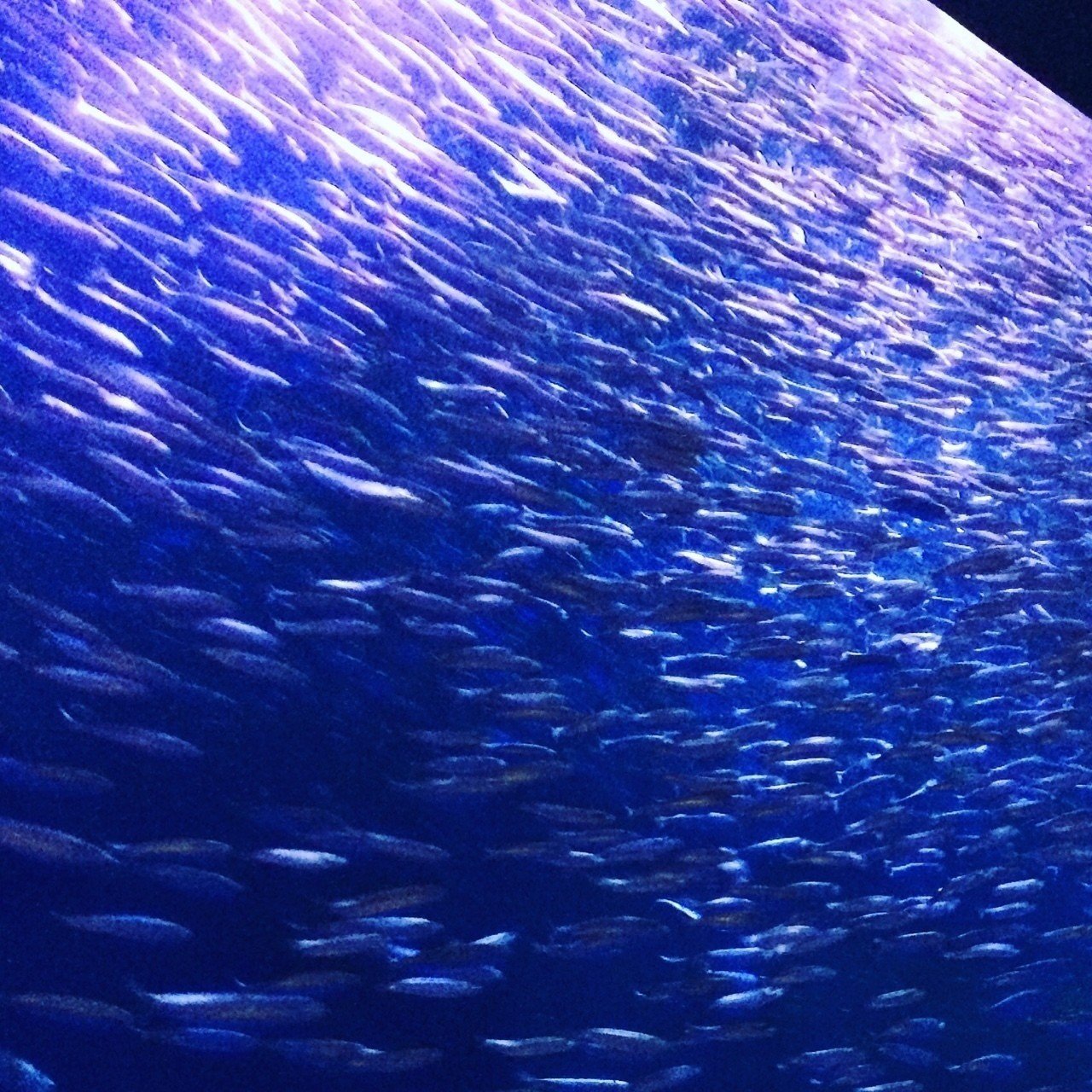 5月21日 念願叶い名古屋港水族館 Yumijindo Note