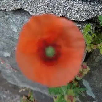 雅可