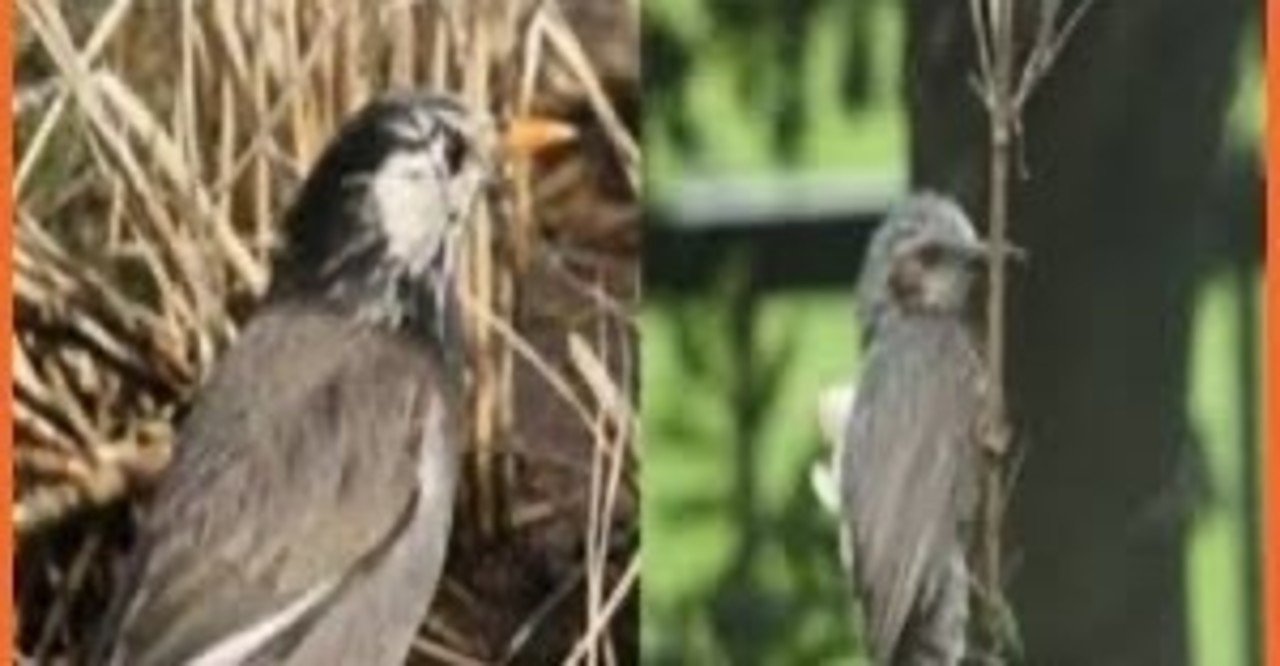 第1148回 ムクドリ 10回目 とヒヨドリ 12回目 翆野 大地 Note 第1148回 ムクドリ 10回目 とヒヨドリ 12回目 翆野 大地 Note