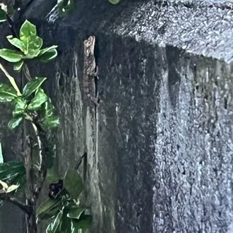 ワシ現実