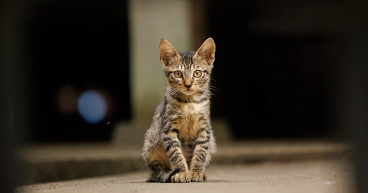 みつかっちゃった】｜猫写真家 猫田晃広（Akihiro Nekota）