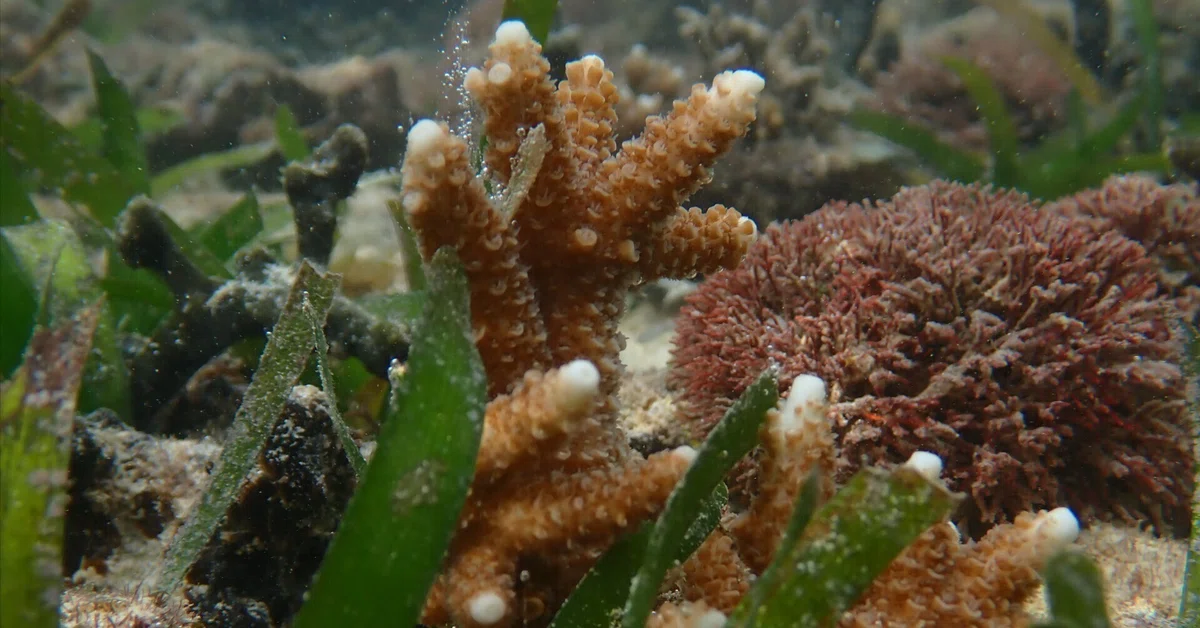 「サンゴ遠征 vol.8｜【後編】ところ変われば海も変わる！サンゴと海草の楽園に大歓喜」の見出し画像