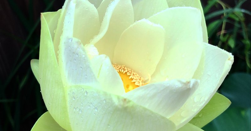 死んだ人には こうしましょう nadia note