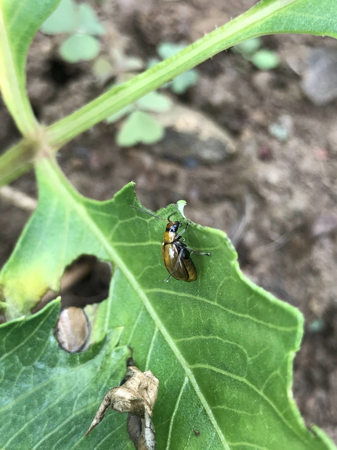 開花までの試練は続く｜沢田朋輝@埼玉県小鹿野町