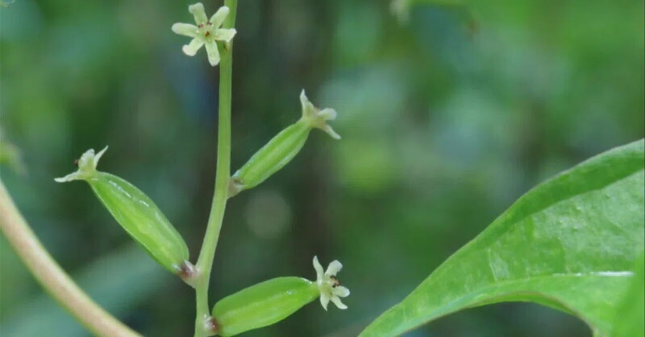 オニ ドコロ （鬼 野老） の 花序 に 咲く 「雌 花」 と… 育ち 始めた