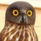 いきものぐるり