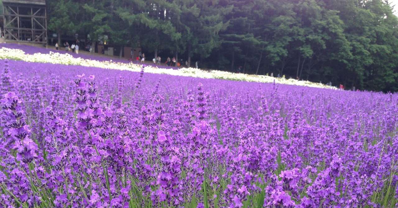 北の国から 雪子おばさんに学ぶ 旅人 の人生 小川志津子 Note