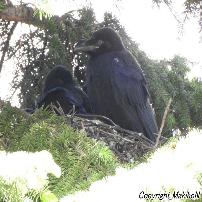 カラスのヒッチハイクと捨て雛 Makikon Npo法人札幌カラス研究会 Note