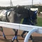 門別競馬｜30年間見てきた男の「買いたい馬」
