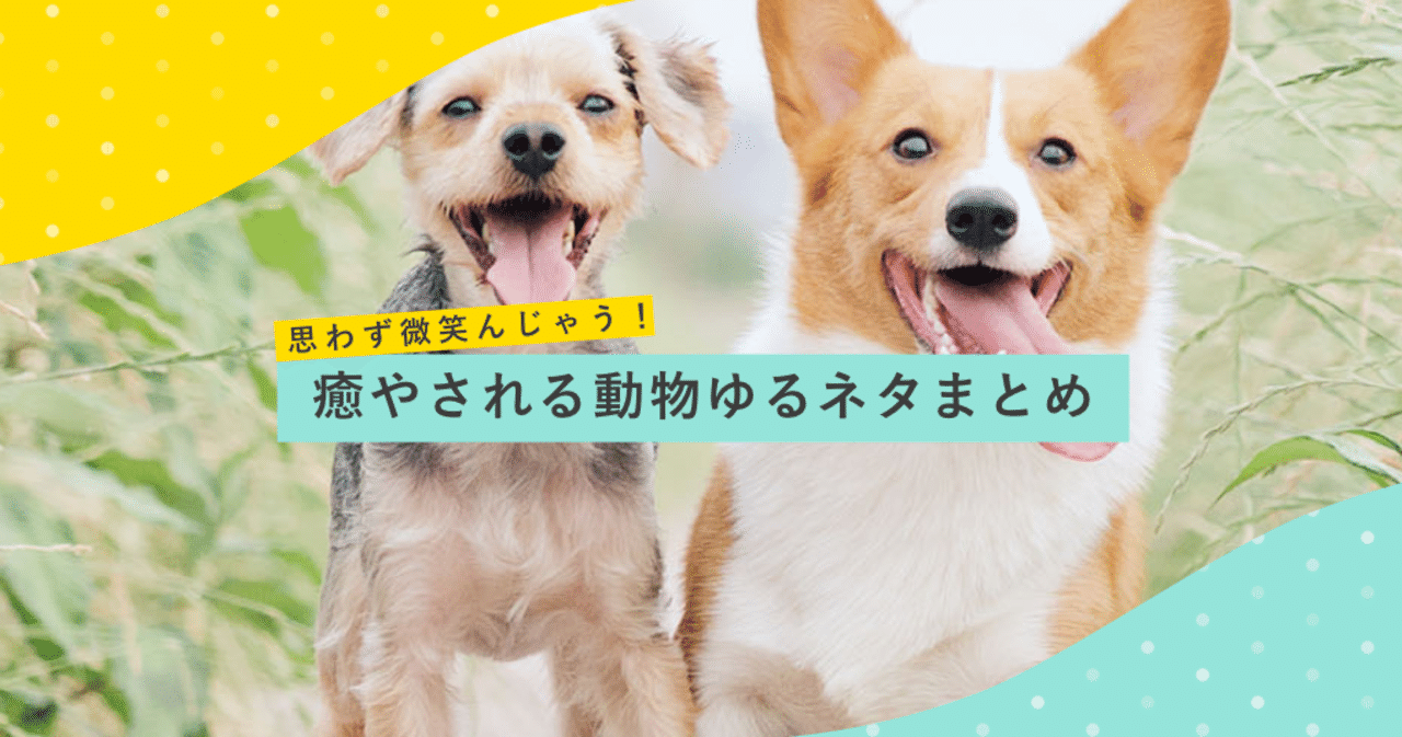 思わず微笑んじゃう 癒やされる動物ゆるネタまとめ ラムネアプリ あなたの毎日を元気にする ゆるケア をご紹介 Note