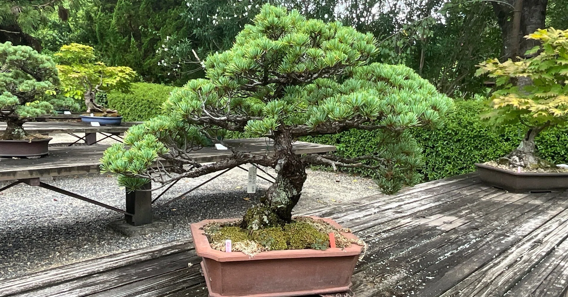 盆栽・鉢物展示場（京都府立植物園）：2026年8月15日（土）｜藤井秀昭