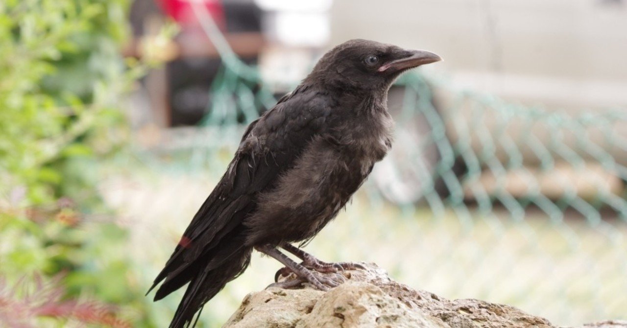 カラスのヒッチハイクと捨て雛 Makikon Npo法人札幌カラス研究会 Note
