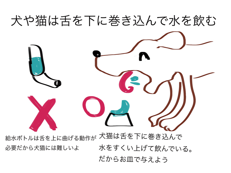 犬や猫にはお皿で水を与えよう 獣医師ふーの 獣医さんとやってみよう自由研究 Note