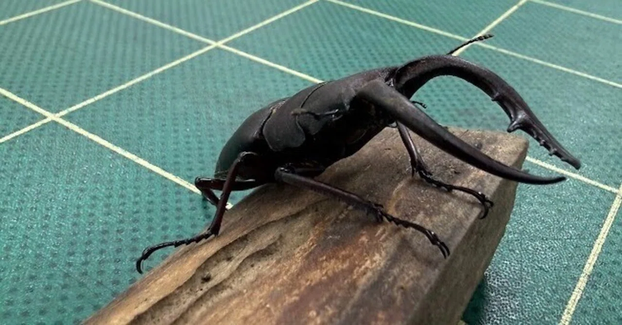 夏に現れる漆黒の王者～クワガタ～｜山田緑地 いきものがかり