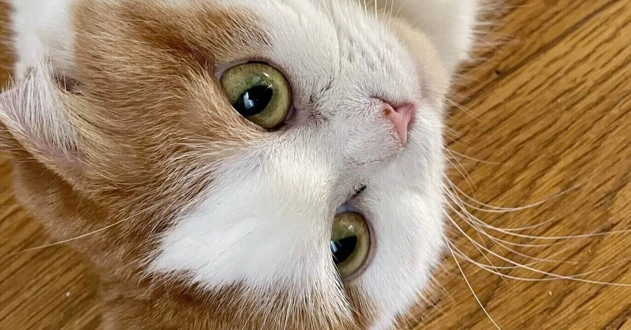 猫猫猫猫|くらげのとげ