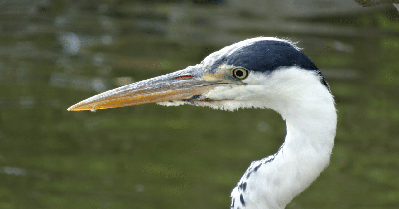 よく サギ に会う 芋子 Note