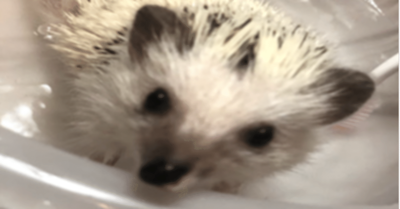 ハリネズミってお風呂が必要 インココ Note