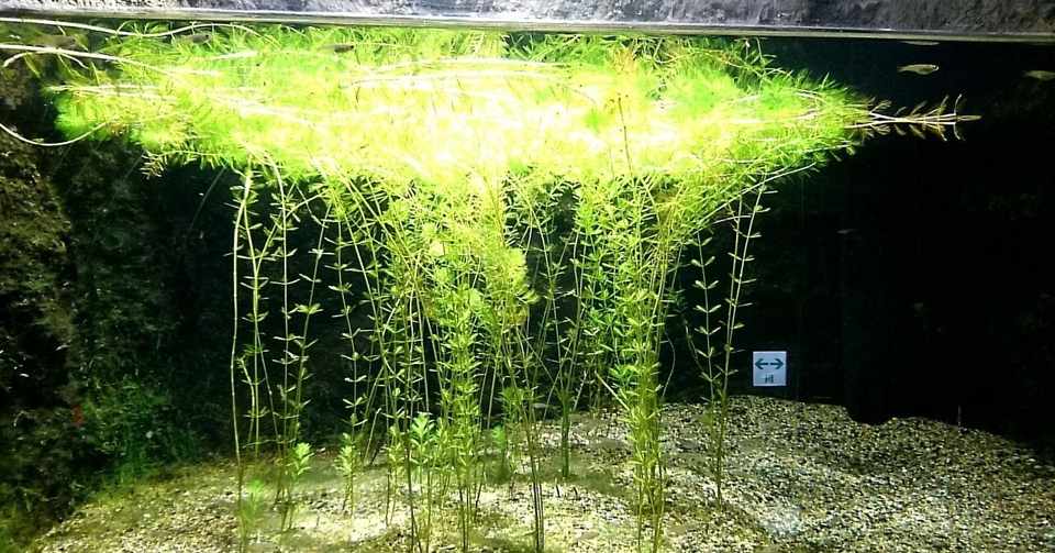 水族館観光記 Vol 6 吉祥寺にある水族館 井の頭自然文化園 水生物館 かい Note