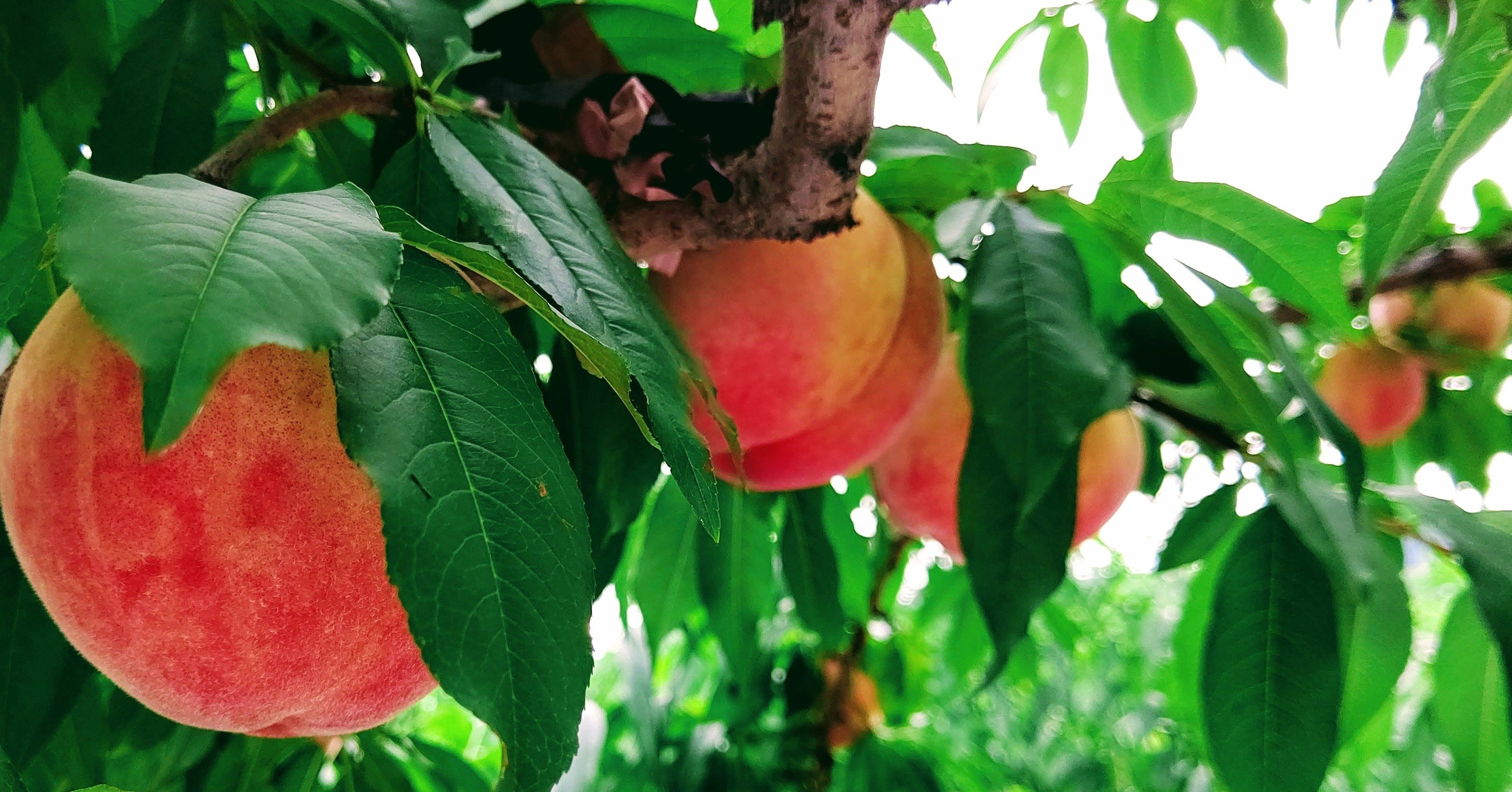 桃の品種紹介 0 桃の種類について 手しごとと想像力 Tsumori Note