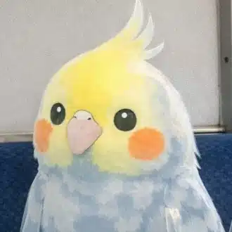 こちゃん