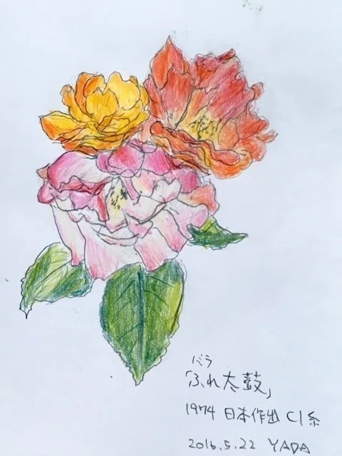 植物園でバラのスケッチ（2）｜ヤダマニアート（矢田明子）