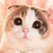 ほっとにゃん旅｜大人の趣味と小さな旅