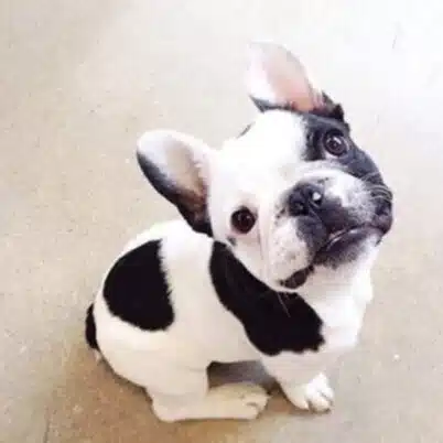 Plumeria 《私花集》