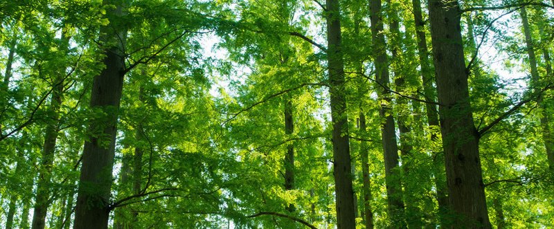 新緑あふれる水元公園のメタセコイアの森を カメラを片手にまったり早朝散歩 おーわ Note