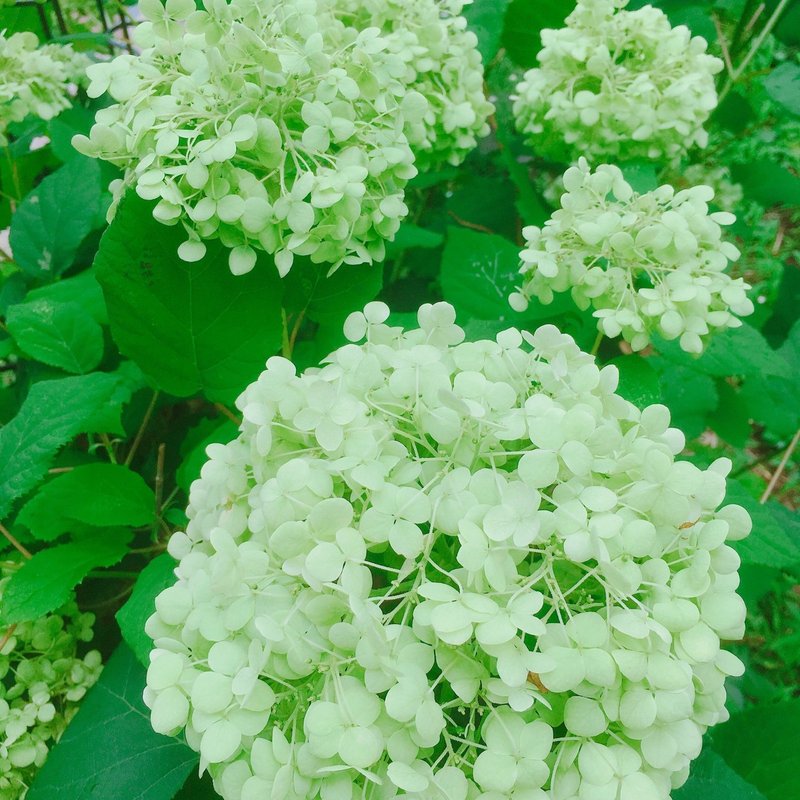 色の変化を楽しめる紫陽花 アナベル 待友ナヲ子 Matsutomo Nawoko Note 色の変化を楽しめる紫陽花 アナベル 待友ナヲ子 Matsutomo Nawoko Note