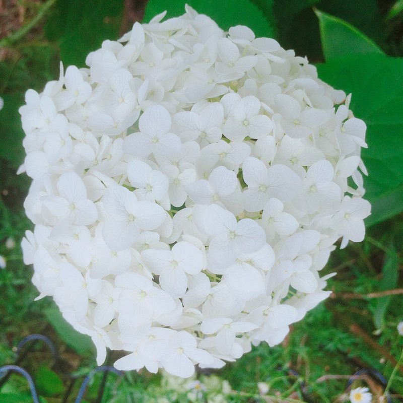 色の変化を楽しめる紫陽花 アナベル 待友ナヲ子 Matsutomo Nawoko Note 色の変化を楽しめる紫陽花 アナベル 待友ナヲ子 Matsutomo Nawoko Note