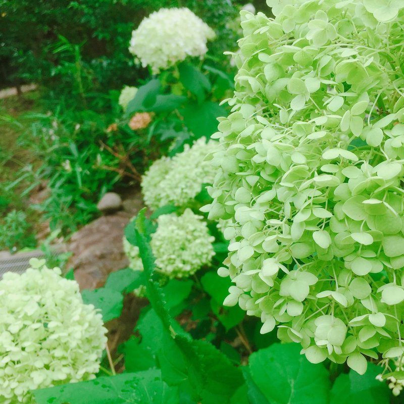 色の変化を楽しめる紫陽花 アナベル 待友ナヲ子 Matsutomo Nawoko Note