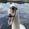 白鳥