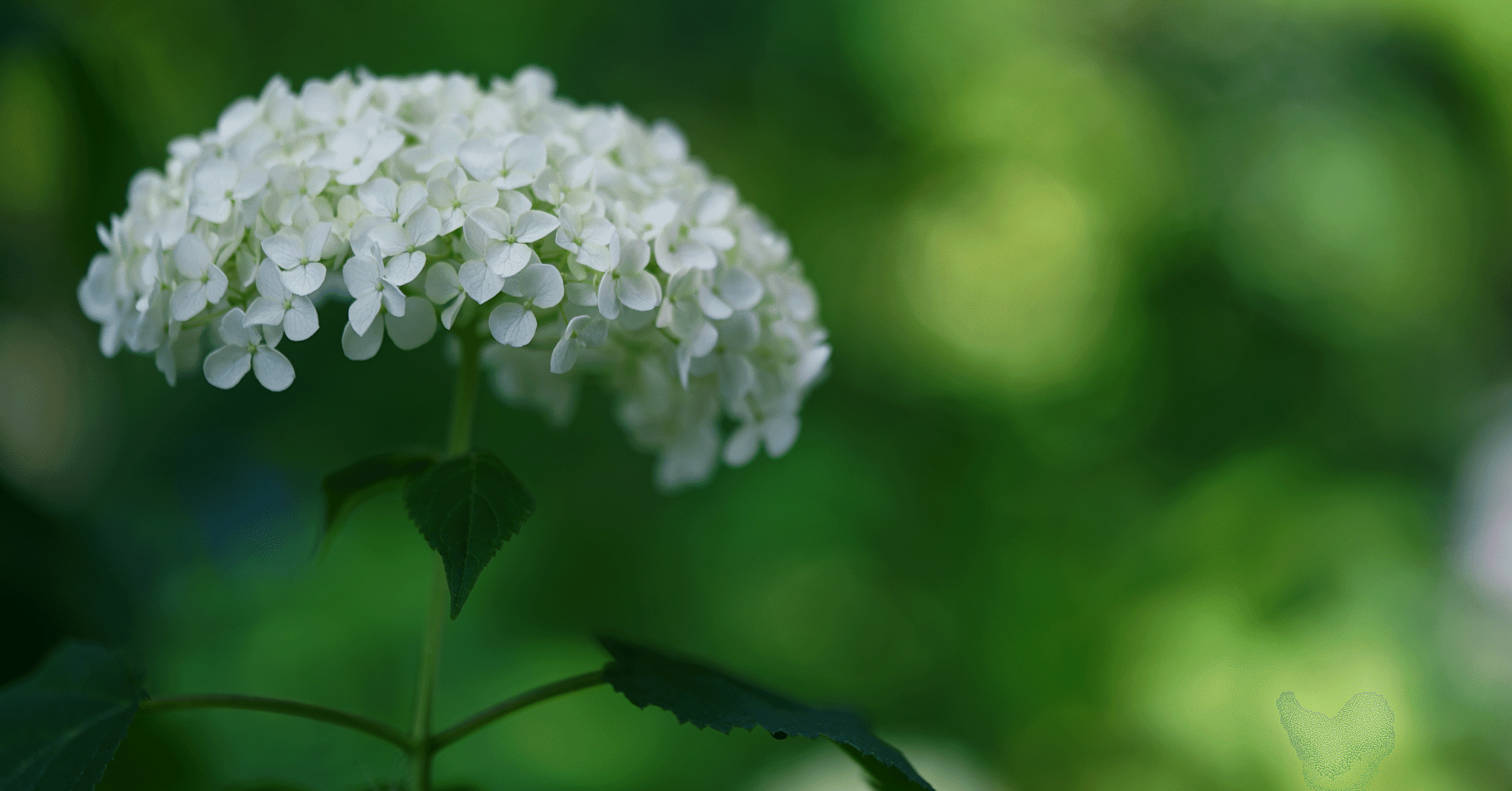色の変化を楽しめる紫陽花 アナベル 待友ナヲ子 Matsutomo Nawoko Note