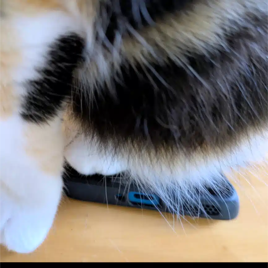 猫背下腹