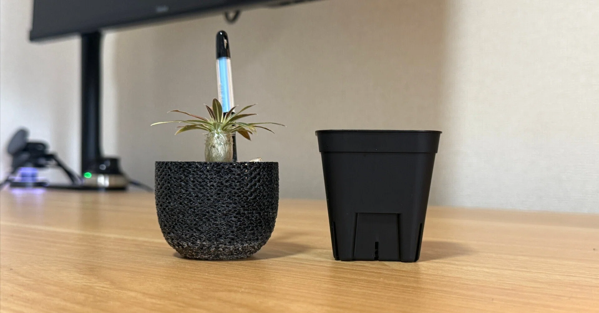 パキポディウム グラキリス 実生 3Dプリント鉢植え 検証】「通気性が良すぎるとどうなる？」3Dプリンター製ジャイロイド鉢
