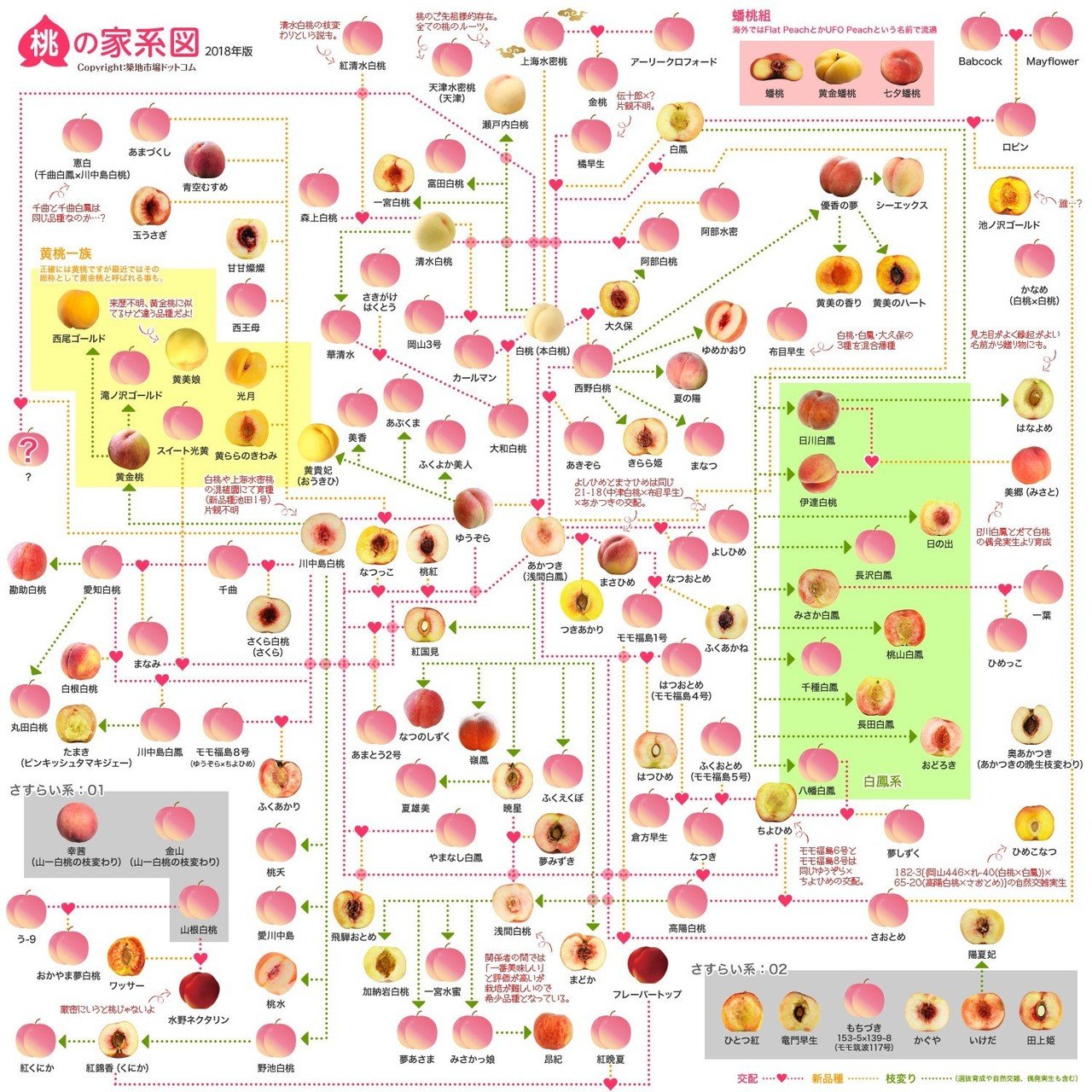 桃の品種紹介 0 桃の種類について Tsumori Note