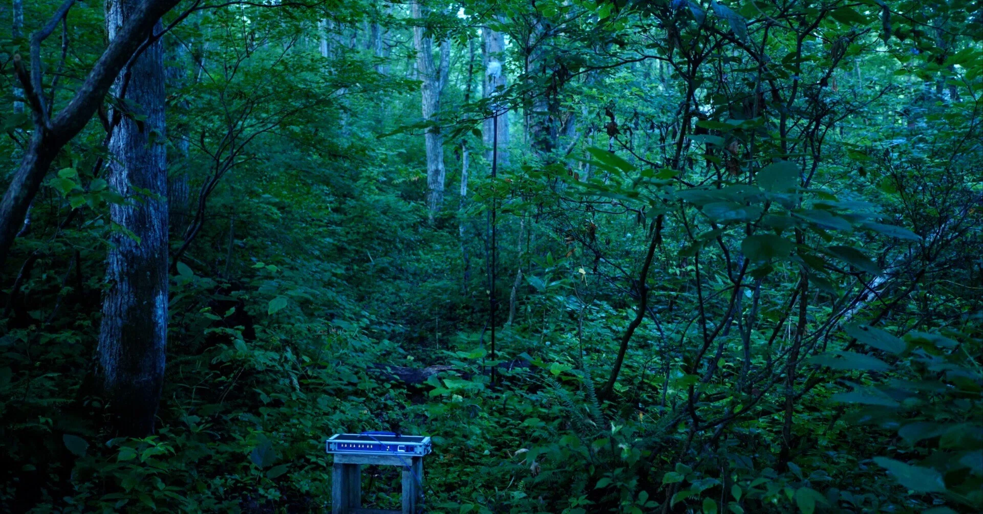 I went field recording for the sounds of Higurashi cicadas singing